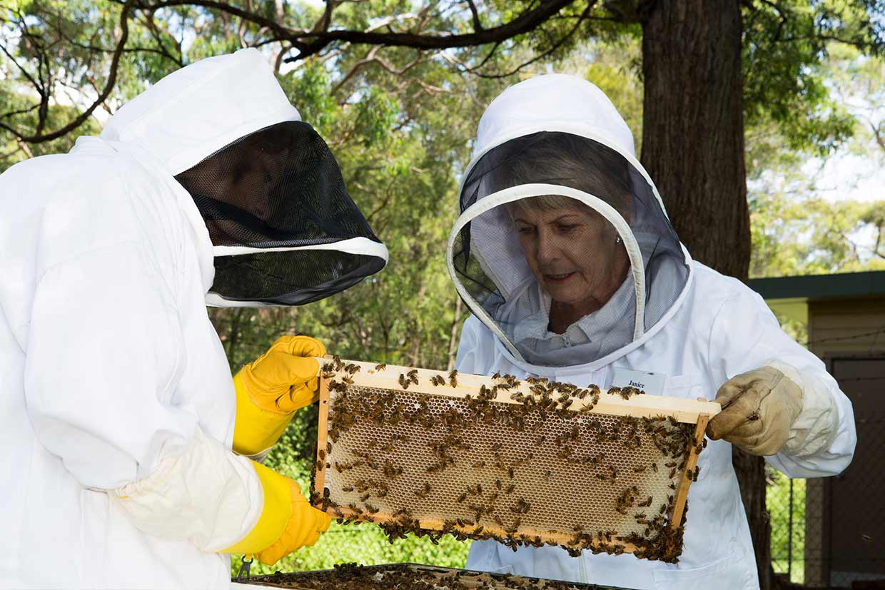 beekeeping courses sydney by illawarra beekeepers