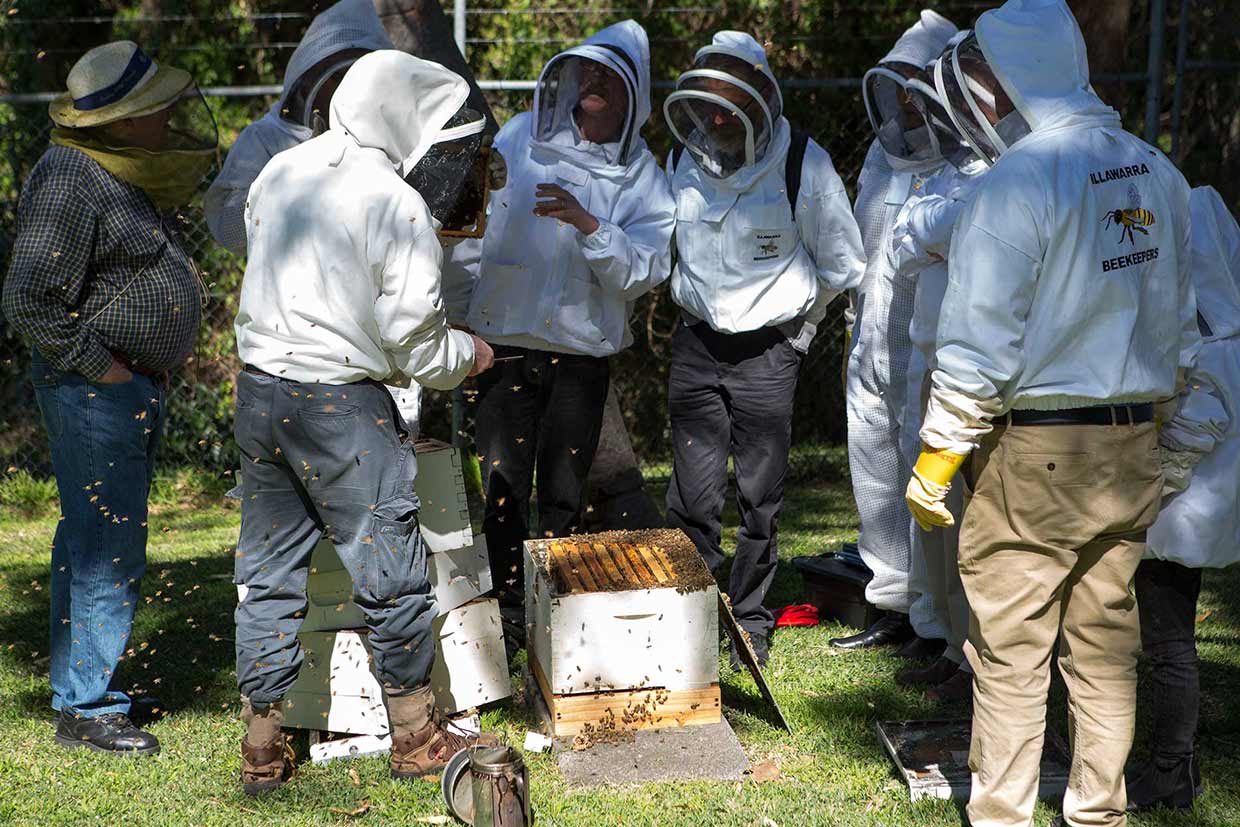 Illawarra-Beekeepers-Association-012-20160827-field-day