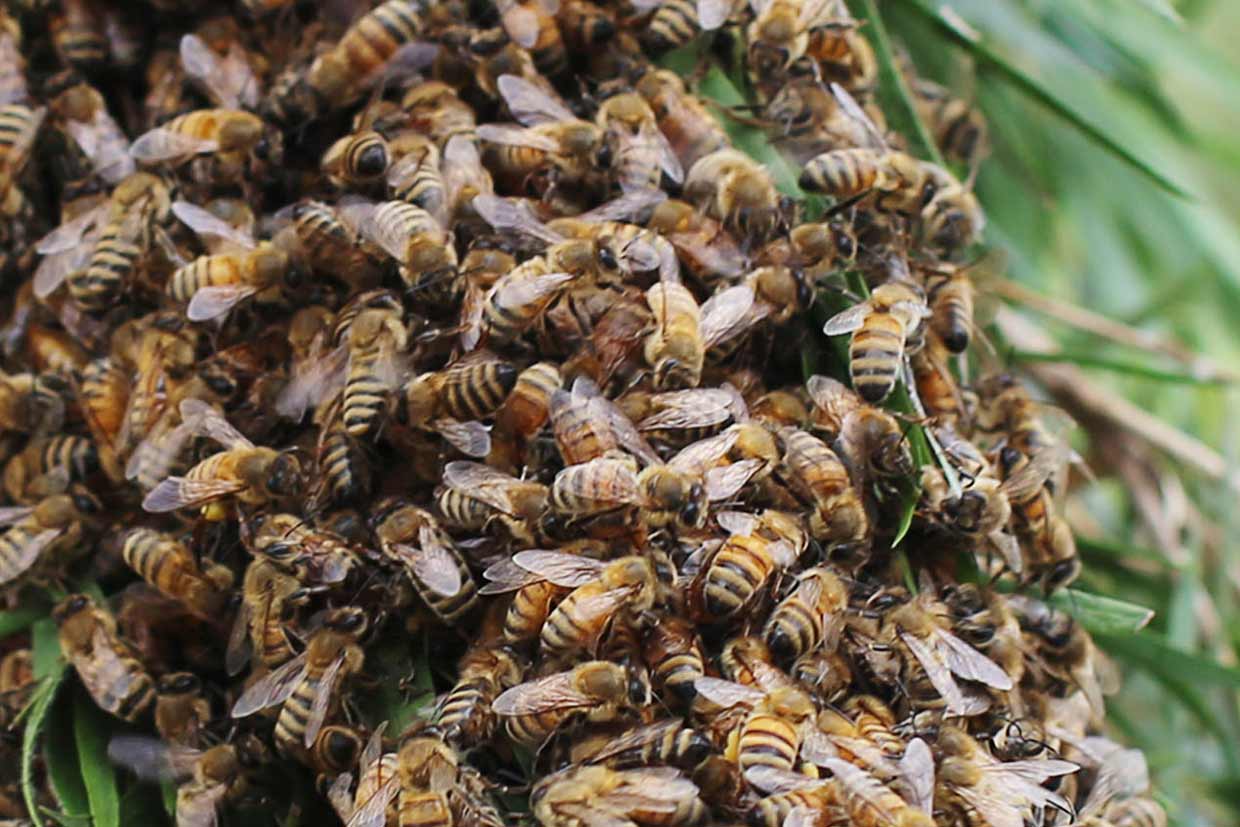 swarm-bees-20161030-illawarra-beekeepers-field-day