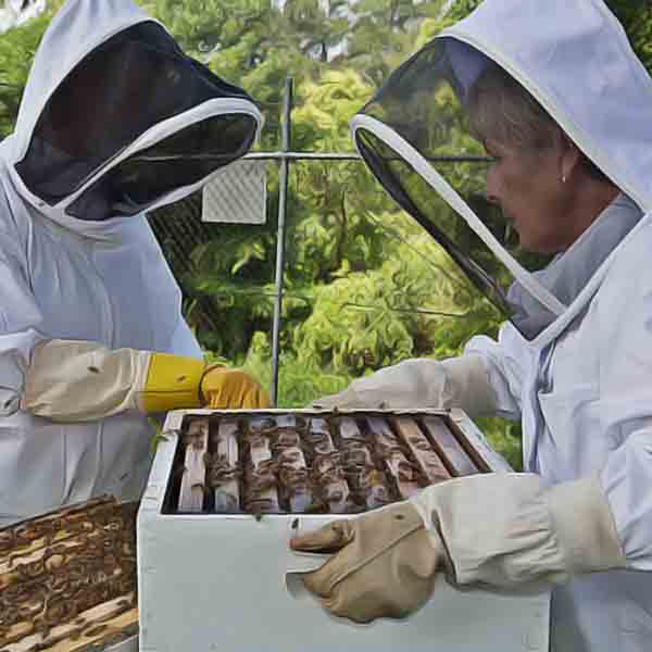 New 2019 Beekeeping for Beginners Course Dates Announced