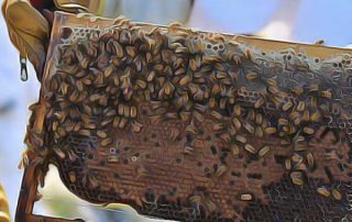 beekeeping-courses-announced