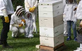 visitors inspecting a beehive at Heritage-Festival-2017-illawarra-beekeepers-open-day