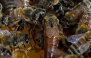 queen-and-workers-on-bee-frame