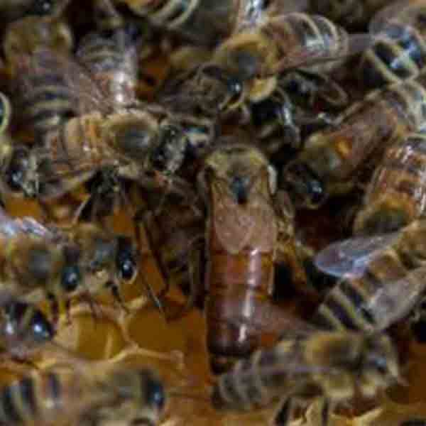 queen-and-workers-on-bee-frame