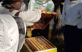 illawarra-beekeepers-field-day-20170528-121843
