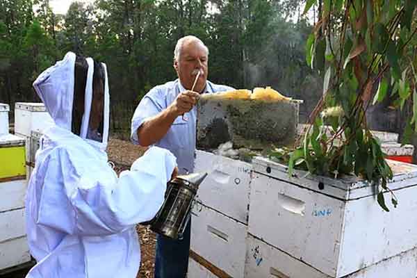 beekeepers-inn-orange-beehive-inspection