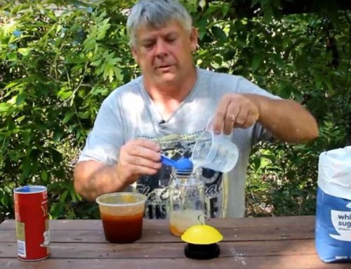 Catching Small Hive Beetle: How to prepare and deploy lantern traps
