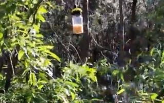 Catching Small Hive Beetle How to prepare and deploy lantern traps hanging trap