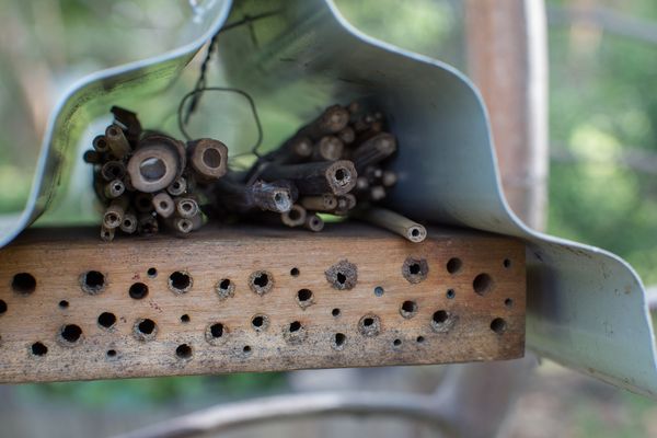 native-bee-hotel-illawarra-beekeepers