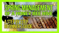 spring-management-of-a-honey-bee-hive-website-thumbnail