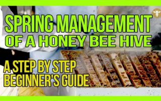 spring-management-of-a-honey-bee-hive-website-thumbnail