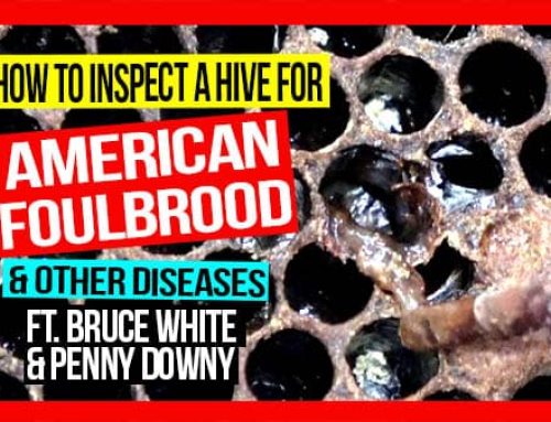 How to Inspect a Hive for AFB