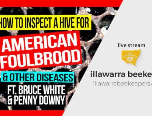 How to Do a Brood Inspection for Disease + Q&A | Live Stream Mar 2021